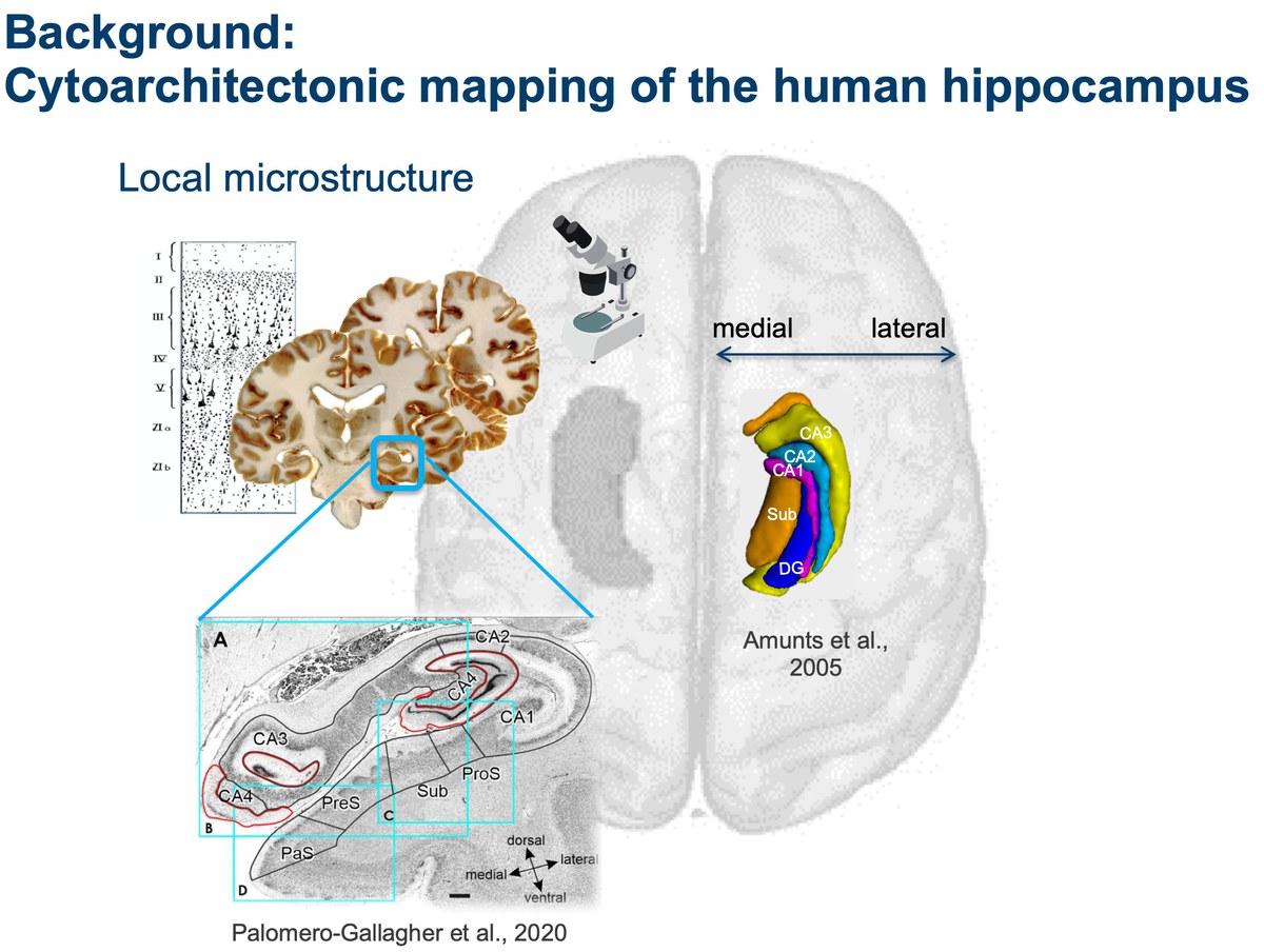 Kartierung von Struktur und Funktion des Hippocampus durch das Cognitive NeuroInformatics Lab